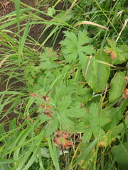Geranium erianthum