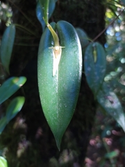 Pleurothallis microcardia