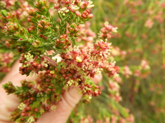 Passerina rigida