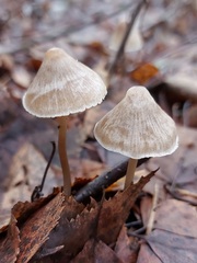 Mycena metata