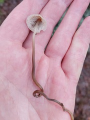Mycena metata