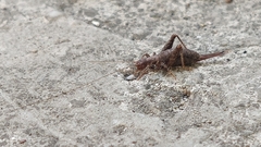 Arachnocephalus vestitus