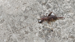 Arachnocephalus vestitus