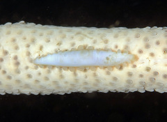 Aclyvolva lanceolata