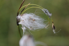 Eriophorum latifolium