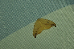 Drepana arcuata
