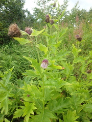 Cirsium kamtschaticum