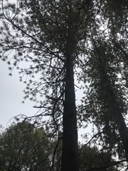 Pinus ponderosa