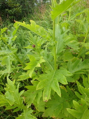 Cirsium kamtschaticum
