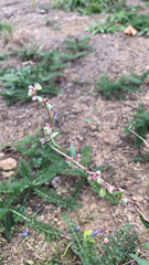 Fallopia convolvulus