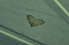 Hydriomena furcata