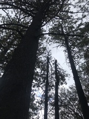 Pinus ponderosa