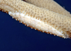 Aclyvolva lanceolata