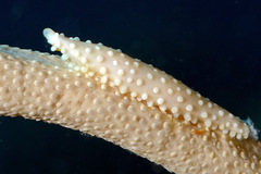 Aclyvolva lanceolata