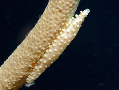 Aclyvolva lanceolata