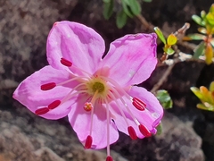 Rhodothamnus chamaecistus