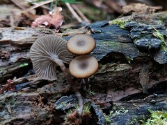 Arrhenia epichysium