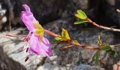 Rhodothamnus chamaecistus