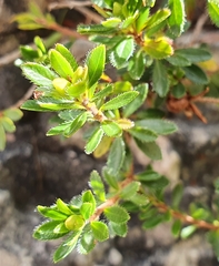 Rhodothamnus chamaecistus