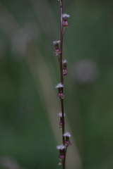 Triglochin palustris