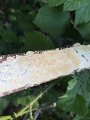 Basidioradulum radula