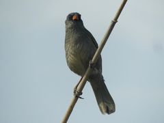 Embernagra platensis