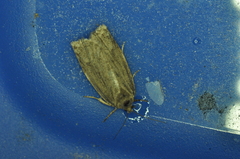 Choristoneura fumiferana