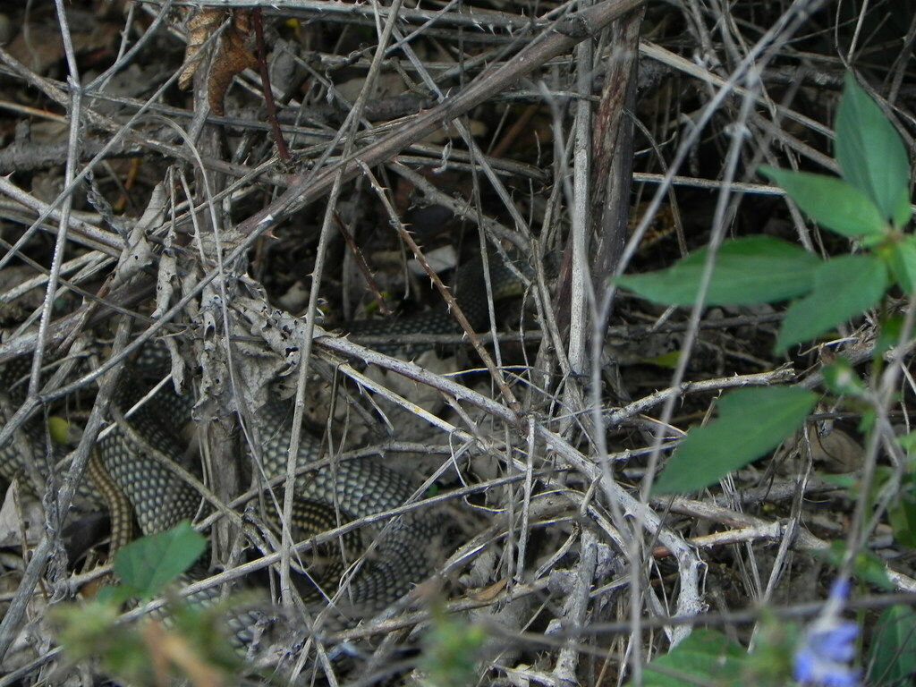 Caspian Whipsnake from Голубая Дача, Сочи, Краснодарский край, Россия ...