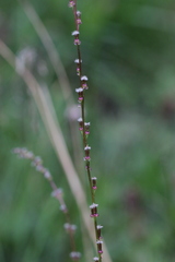 Triglochin palustris