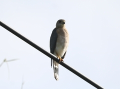 Accipiter badius