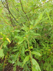 Salix udensis