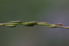 Triglochin palustris