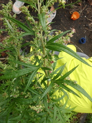 Artemisia vulgaris kamtschatica