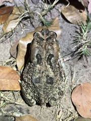 Sclerophrys gutturalis
