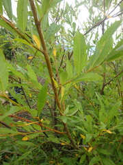 Salix udensis