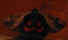 Catocala ultronia