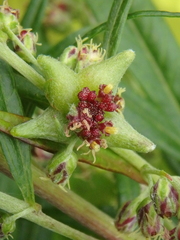 Artemisia vulgaris kamtschatica