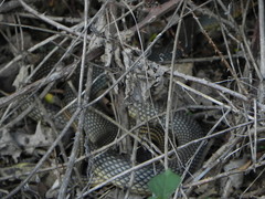 Dolichophis caspius