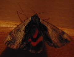 Catocala ultronia