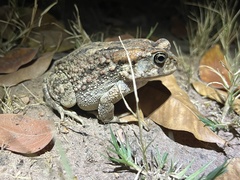 Sclerophrys gutturalis