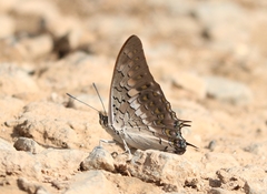 Charaxes solon