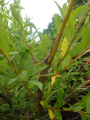Salix udensis