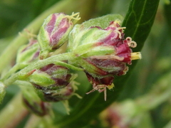 Artemisia vulgaris kamtschatica