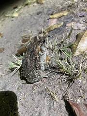 Sclerophrys gutturalis