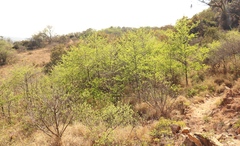 Vangueria parvifolia