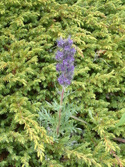 Phacelia sericea
