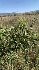 Pyrus spinosa