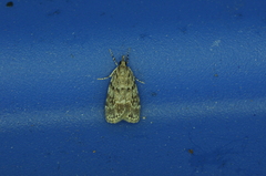 Scoparia basalis