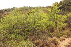 Vangueria parvifolia