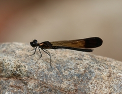Heliocypha bisignata
